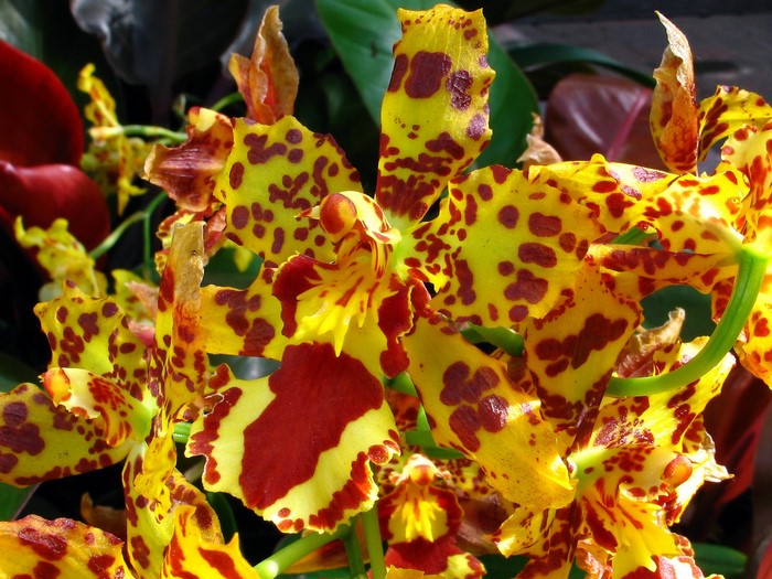 Yellow and red spotted orchids