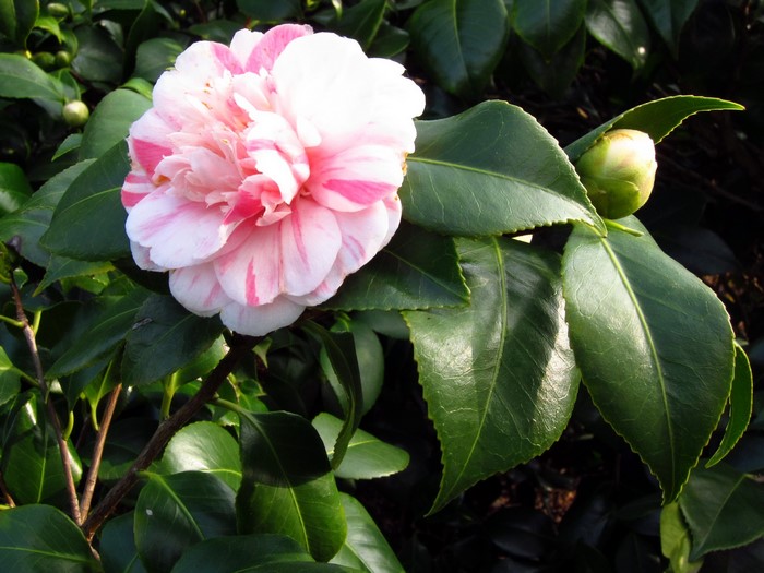 Pink and white striped Camellia flower with bud