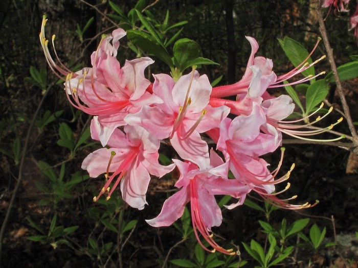 Pink Rhododendron flowers with long stamens