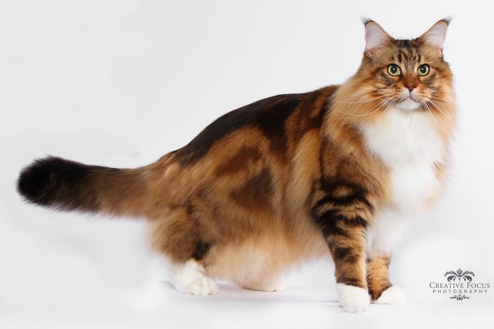 Fluffy Maine Coon Cat