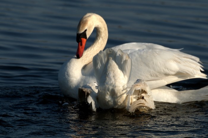 A white swan swims in dark blue water