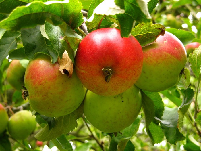 Apples on a tree branch with green leaves
