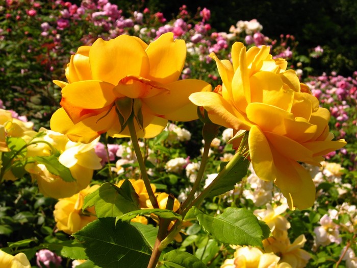 Two yellow roses in a garden