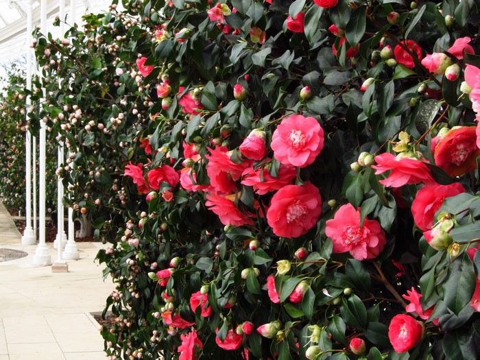Pink Camellia flowers in a greenhouse