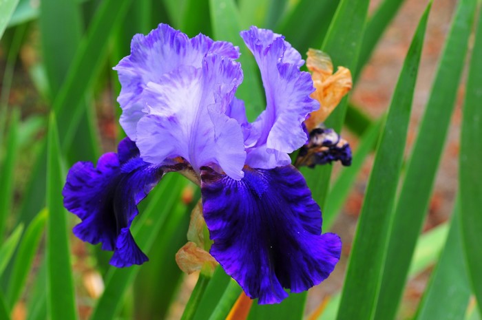 Purple and blue iris flower with green leaves