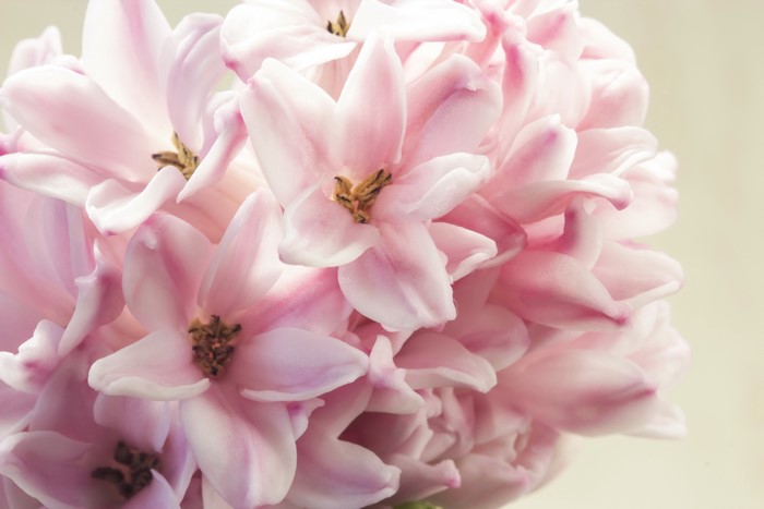 Close-up of pink hyacinth flowers