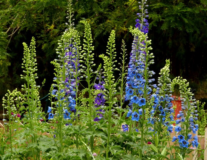Blue and purple delphiniums in a garden
