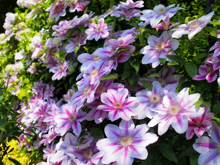 Pink and white clematis flowers blooming on a vine