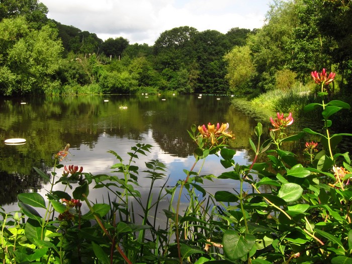 Pond in a park with honeysuckle flowers