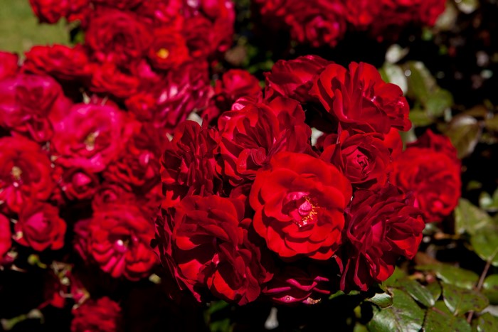 A cluster of deep red roses in bloom