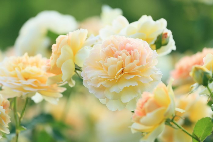 Molineux roses in bloom