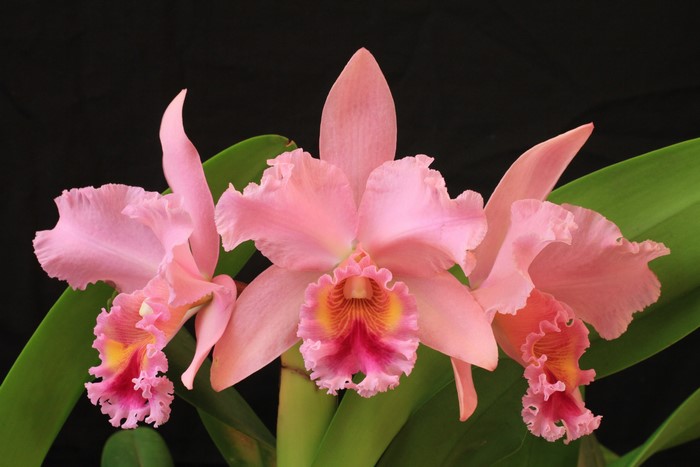 Pink Cattleya Orchid with Ruffled Petals