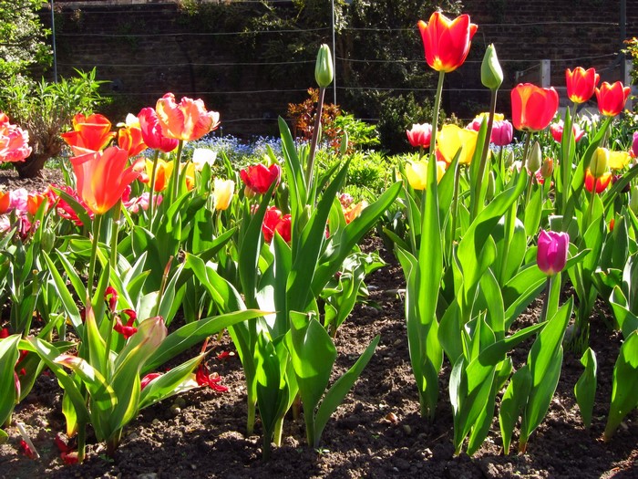 A colorful garden bed of tulips in bloom