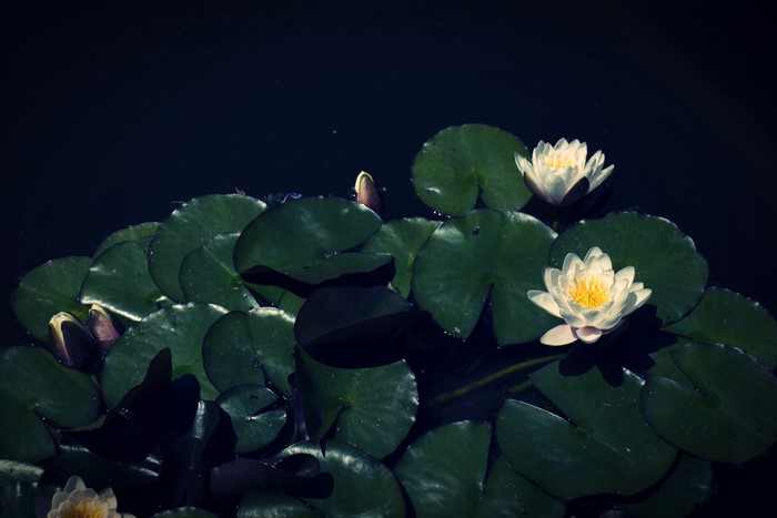 Water lilies on dark water