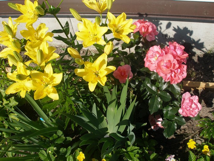 Yellow lilies and pink roses in a garden