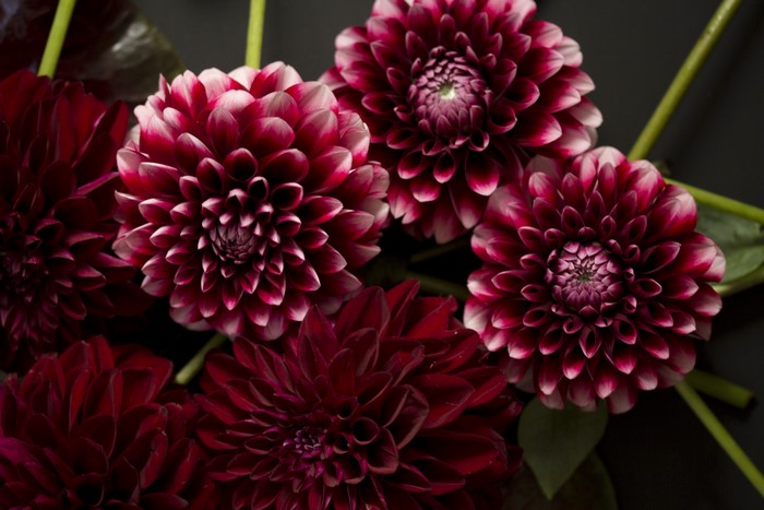 Dark Red and White Dahlias