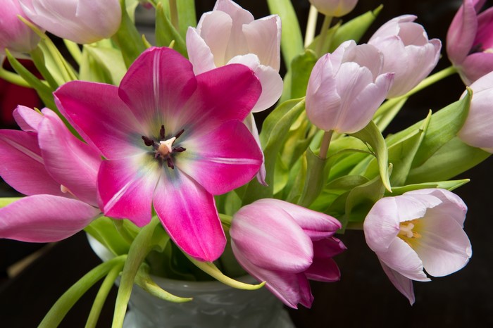 Pink and Violet Tulips in a Vase