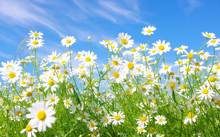 Field of white daisies under a blue sky