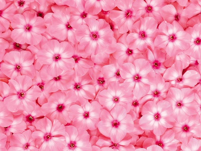 A field of pink phlox flowers