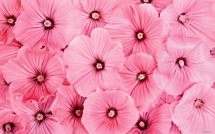 Close-up of many pink flowers
