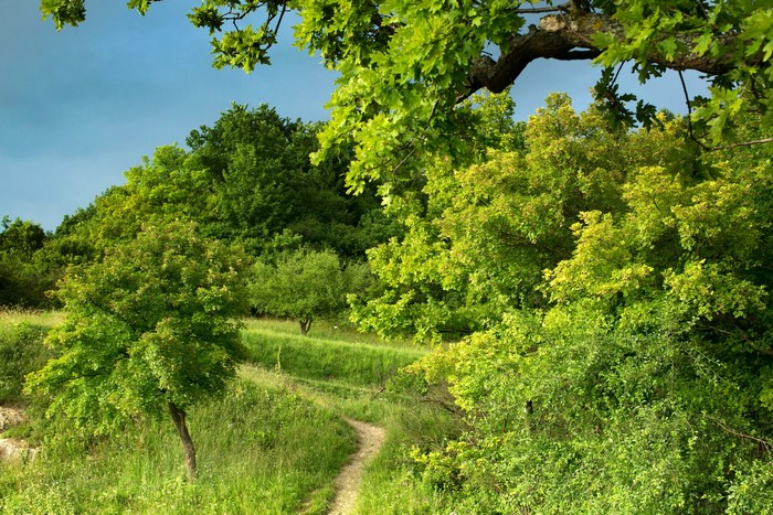 Summer forest with a winding trail