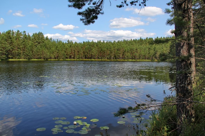 Lake and forest in Russia