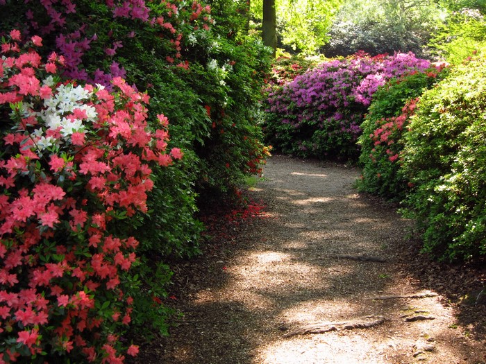 Azalea garden path in Richmond, England
