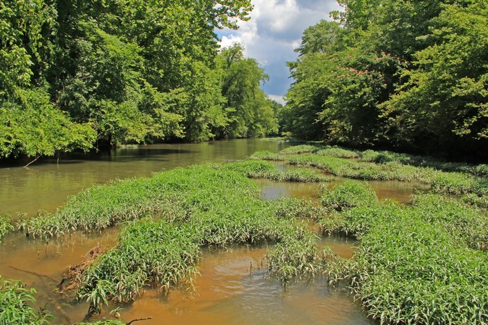 River flowing through a forest in Georgia, USA