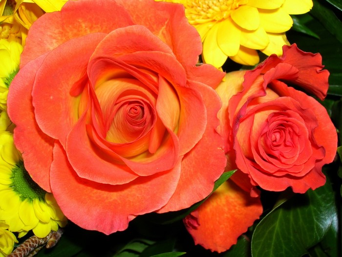 Orange and yellow roses with green leaves