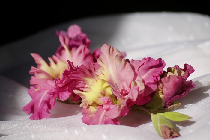Pink and yellow gladiolus flowers on white fabric