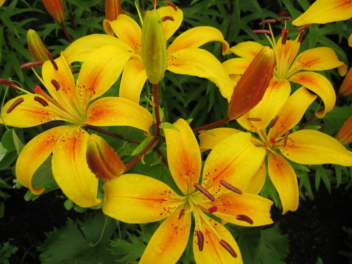 Yellow lilies with orange accents and buds