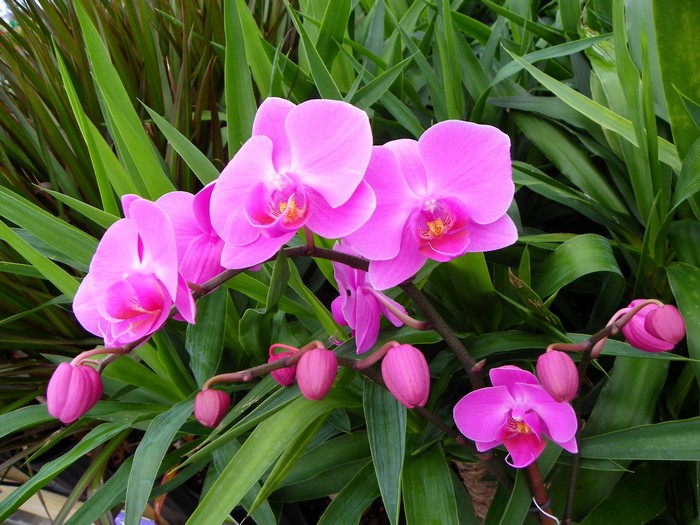 Pink orchids with buds and green foliage