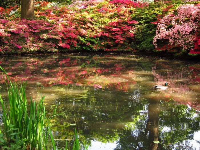 Duck on a pond with blooming azaleas