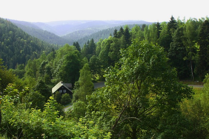 House in a dense forest with rolling hills