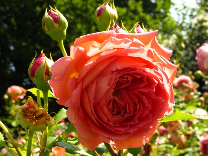 Close-up of an orange rose with buds