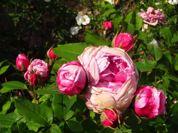 Pink and red roses and buds in foliage