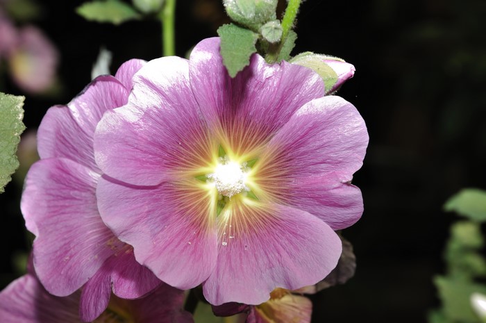Close-up of a purple Malva flower