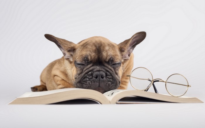 French Bulldog puppy sleeping on a book with glasses