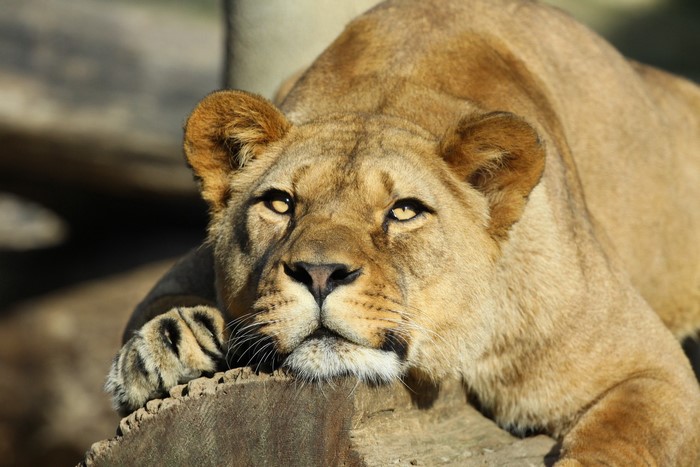 Lioness resting on a log