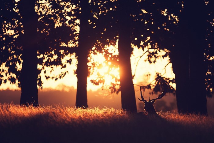 Deer resting in a field at sunset