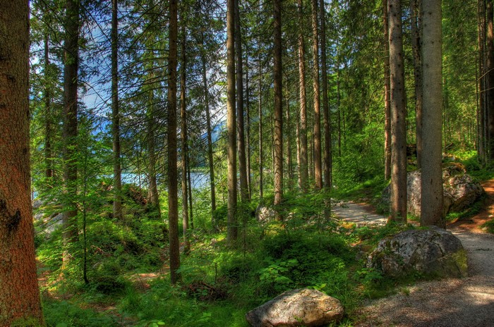 4K Forest with Lake in Bavaria, Germany