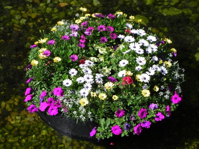 Colorful flowers in a planter floating on water
