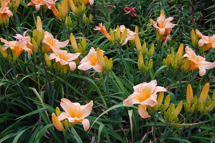Orange daylilies with green foliage