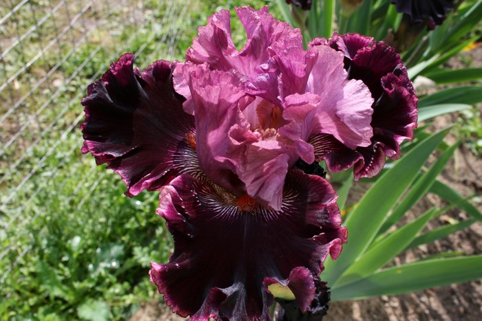 A close-up of a dark purple and pink iris flower