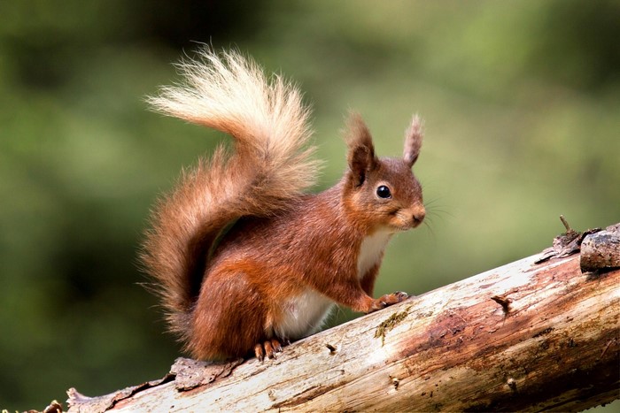 Red squirrel on a tree trunk