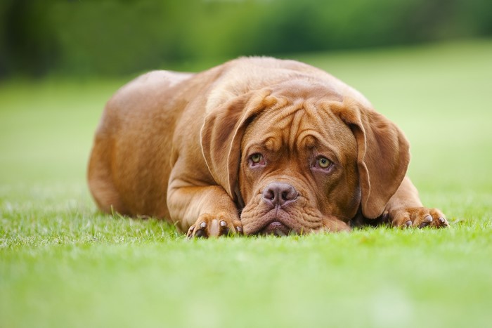 Dogue de Bordeaux dog lying on grass