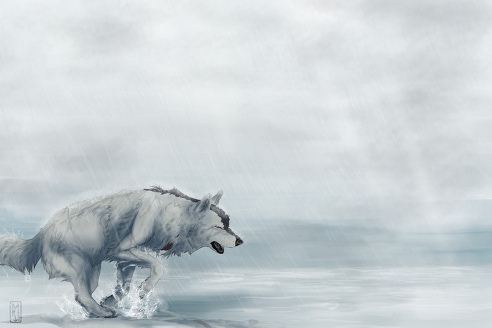 Wolf running through water in the rain