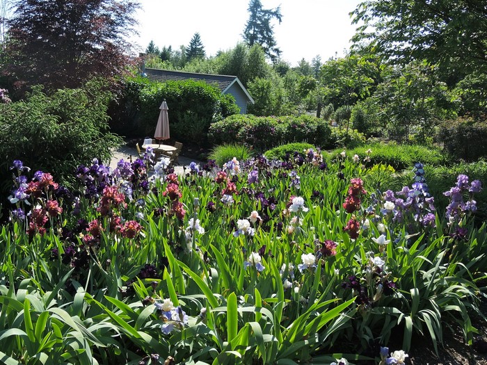 Garden with irises and trees