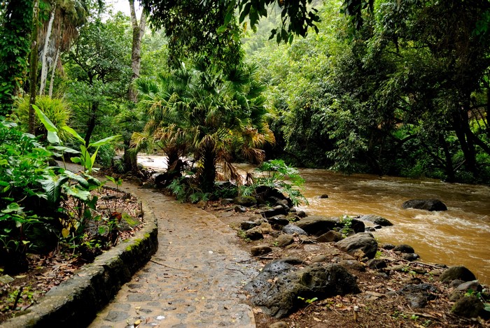 Jungle path next to a flowing river in Hawaii