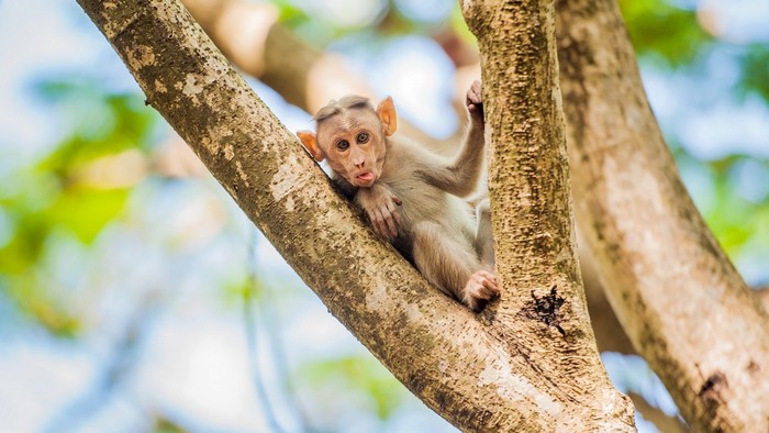 Monkey on a tree trunk